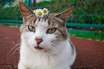 中信動物醫院