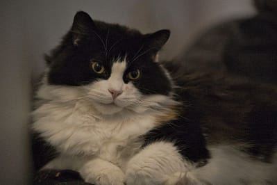 巴拉巴巴巴犬貓舍