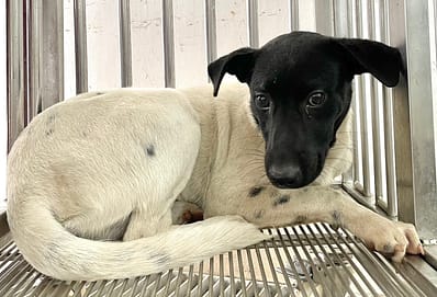 【待認養】混種犬 狗 (女生) - 花蓮縣狗貓躍動園區