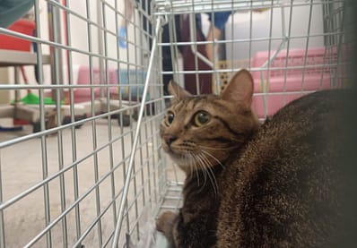 【待認養】混種貓 貓 (男生) - 臺北市動物之家