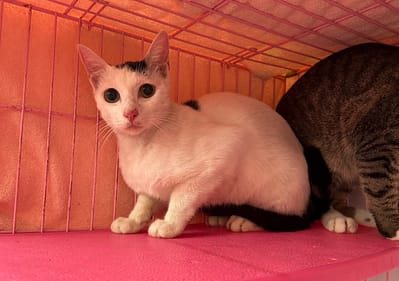 【待認養】混種貓 貓 (男生) - 臺北市動物之家