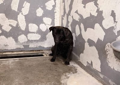 【待認養】混種犬 狗 (男生) - 新竹市動物保護教育園區