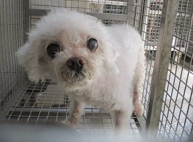 【待認養】瑪爾濟斯犬 狗 (男生) - 高雄市壽山動物保護教育園區