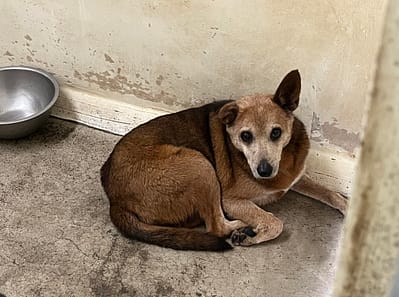 【待認養】混種犬 狗 (女生) - 臺北市動物之家