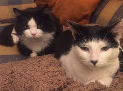 萬達寵物事業股份有限公司一心分公司