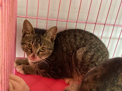 【待認養】混種貓 貓 (男生) - 臺北市動物之家