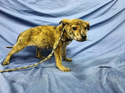 【待認養】混種犬 狗 (女生) - 南投縣公立動物收容所
