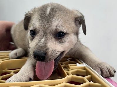 【待認養】混種犬 狗 (男生) - 花蓮縣狗貓躍動園區