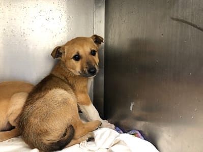 【待認養】混種犬 狗 (男生) - 臺北市動物之家