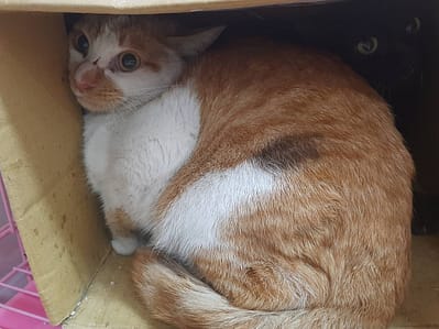 【待認養】混種貓 貓 (女生) - 臺北市動物之家