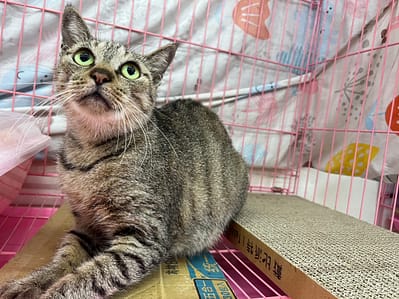 【待認養】混種貓 貓 (女生) - 臺北市動物之家