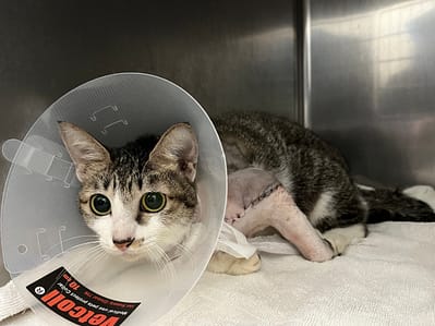 【待認養】混種貓 貓 (女生) - 臺北市動物之家