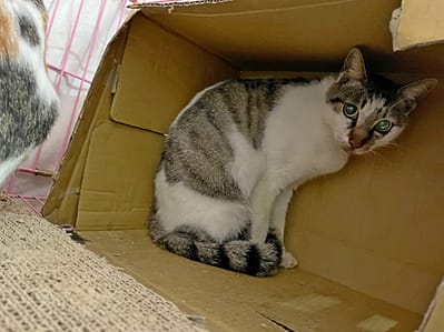 【待認養】混種貓 貓 (女生) - 臺北市動物之家