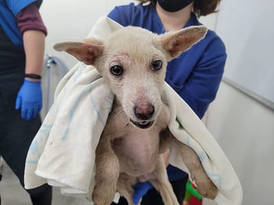 【待認養】混種犬 狗 (男生) - 臺北市動物之家