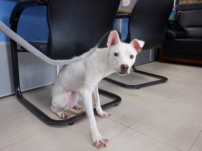 【待認養】混種犬 狗 (女生) - 南投縣公立動物收容所