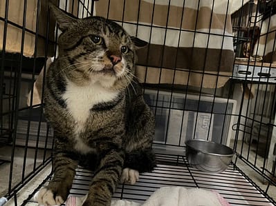 【待認養】混種貓 貓 (男生) - 臺北市動物之家