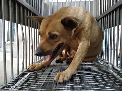 【待認養】混種犬 狗 (男生) - 桃園市動物保護教育園區