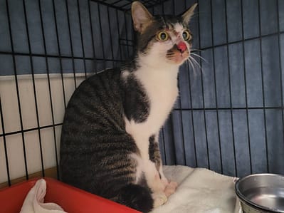 【待認養】混種貓 貓 (男生) - 臺北市動物之家