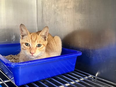 【待認養】混種貓 貓 (男生) - 桃園市動物保護教育園區