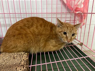 【待認養】混種貓 貓 (男生) - 臺北市動物之家