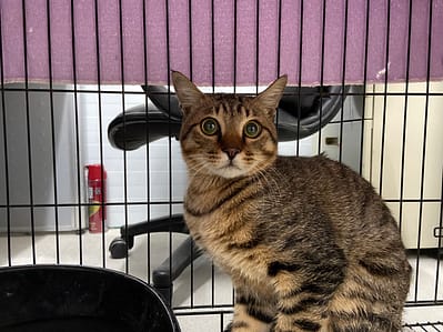 【待認養】混種貓 貓 (男生) - 臺北市動物之家