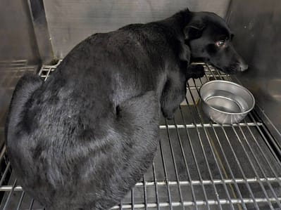 【待認養】混種犬 狗 (女生) - 臺北市動物之家