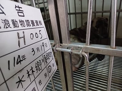 【待認養】混種犬 狗 (男生) - 雲林縣流浪動物收容所