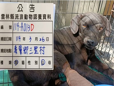【待認養】混種犬 狗 (男生) - 雲林縣流浪動物收容所