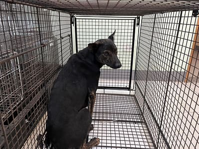 【待認養】混種犬 狗 (女生) - 金門縣動物收容中心
