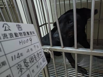 【待認養】混種犬 狗 (女生) - 雲林縣流浪動物收容所