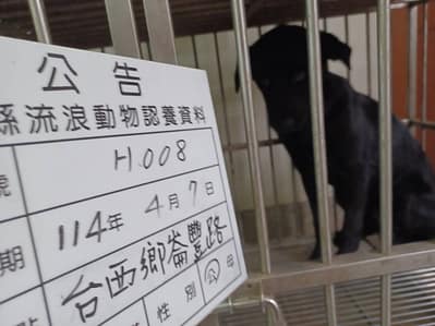 【待認養】混種犬 狗 (男生) - 雲林縣流浪動物收容所