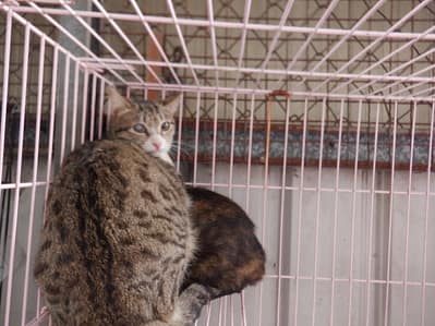 【待認養】混種貓 貓 (女生) - 南投縣公立動物收容所