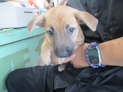 【待認養】混種犬 狗 (女生) - 高雄市壽山動物保護教育園區