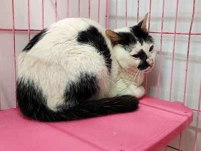 【待認養】混種貓 貓 (男生) - 臺北市動物之家