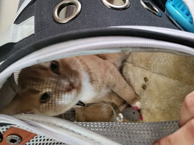 世華犬舍