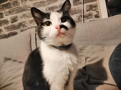 丹麥人犬舍
