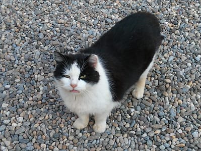 哈克狗與湯姆貓寵物生活館