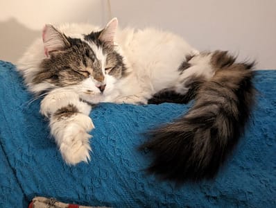 喜樂狗日子有限公司