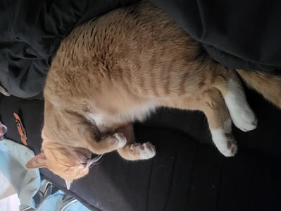 單一純緬緬因貓舍