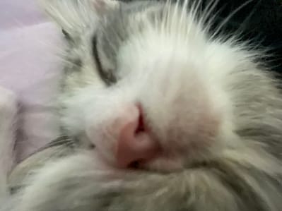 嘟嘟好遇見你寵物生活館