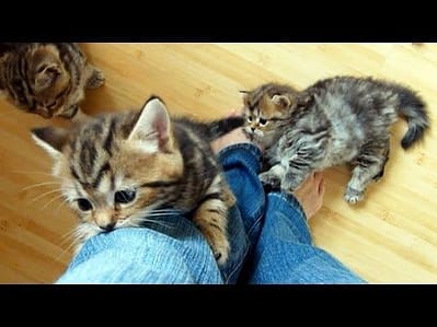 富藝寵物沙龍概念館