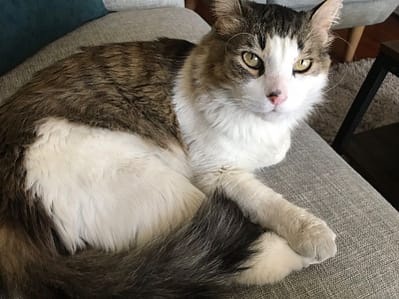 寵腳印寵物旅館