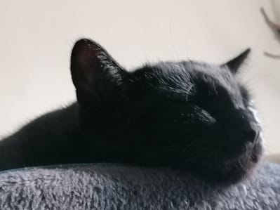 寶飛寵物用品專賣店