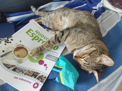 悠貓喵嗚貓咪旅館