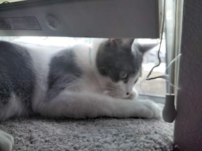 拾柒皇家藍英短貓舍