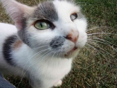 東森寵物雲股份有限公司南投草屯分公司