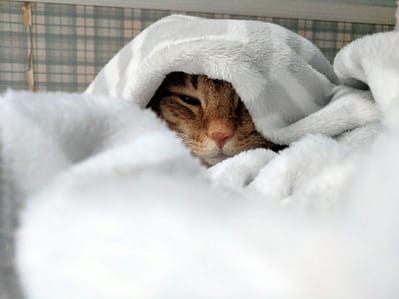 東森寵物雲股份有限公司大直北安分公司