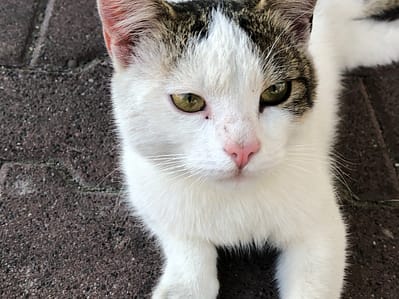 東森寵物雲股份有限公司桃園蘆竹分公司