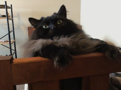 毛絨絨寵物澡堂