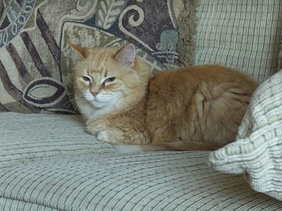 猛犬屋